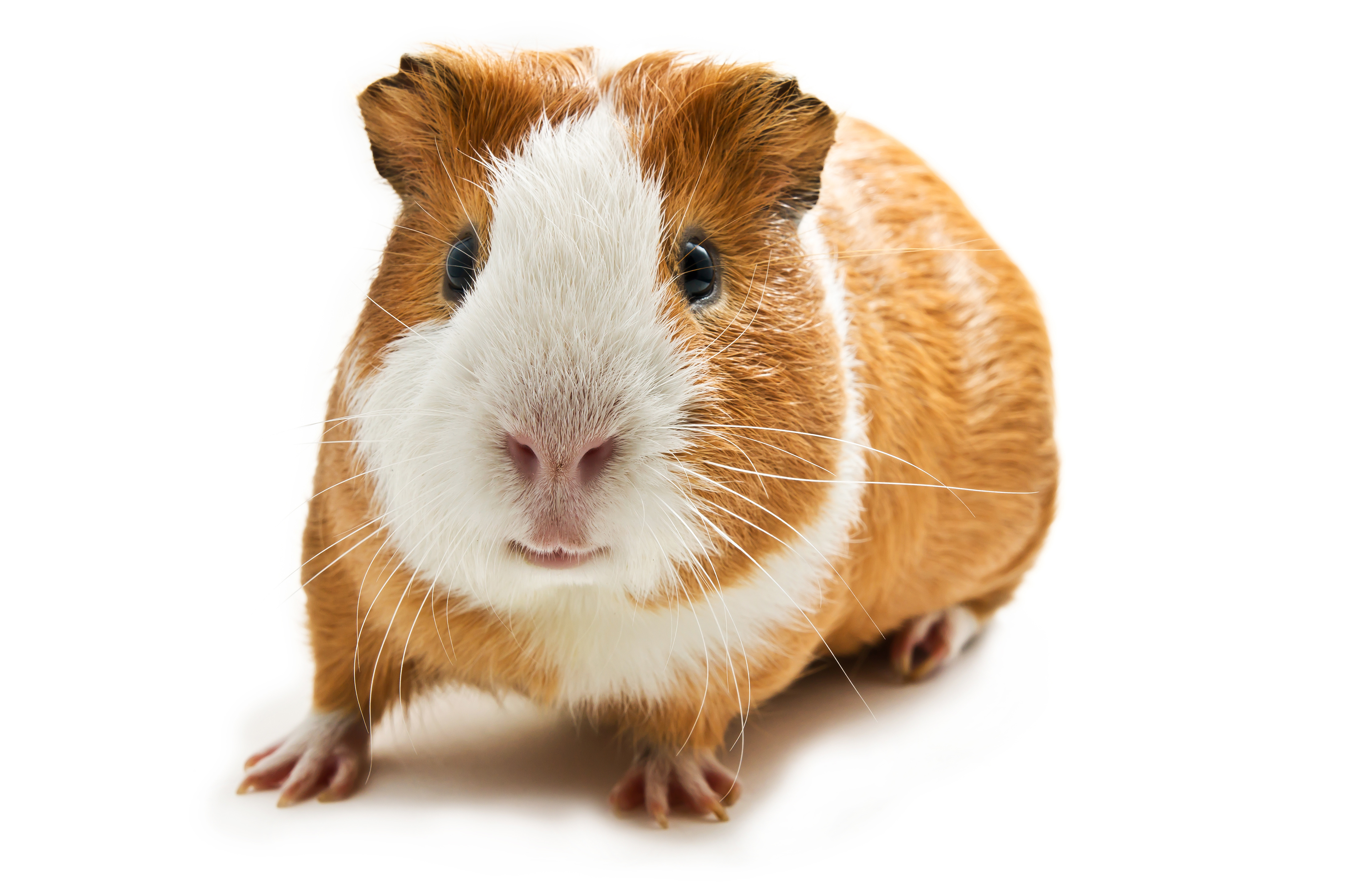 Will you be a 'guinea pig' if you 