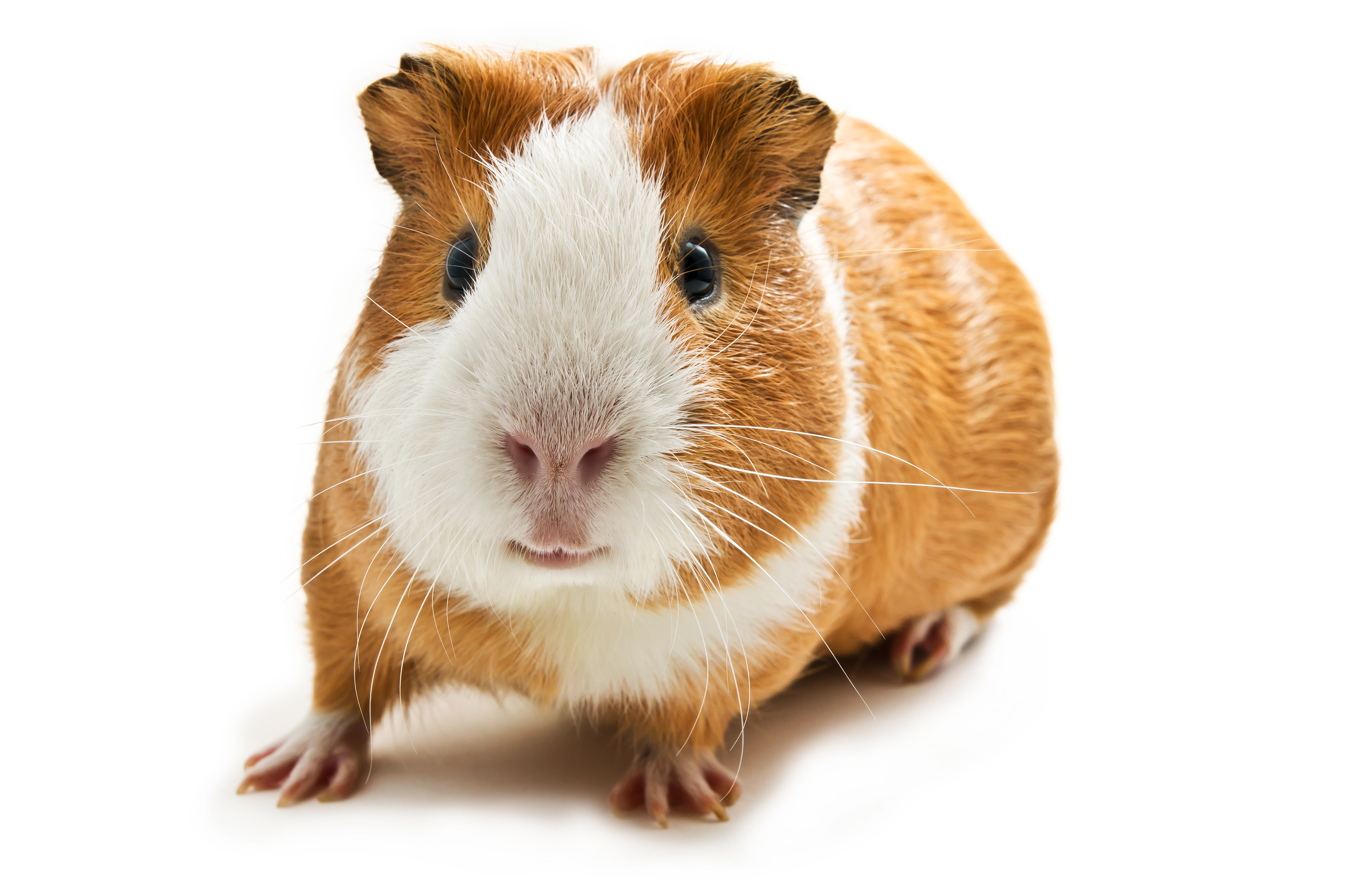 guinea pig doctors